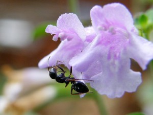 mrav-bira-cvijet        